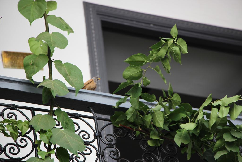 Bougainvillea Riad Marrakesz Zewnętrze zdjęcie